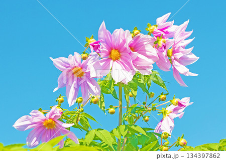 家の周りの草花　四季の色々　初冬の青空に映える美しいピンクの皇帝ダリア 134397862