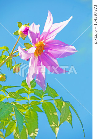 家の周りの草花　四季の色々　初冬の青空に映える美しいピンクの皇帝ダリア 134397873