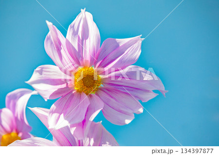 家の周りの草花 四季の色々 初冬の青空に映える美しいピンクの皇帝ダリア 家の周りの草花 四季の色々 初冬の青空に映える美しいピンクの皇帝ダリア 134397877
