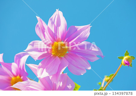 家の周りの草花　四季の色々　初冬の青空に映える美しいピンクの皇帝ダリア 134397878