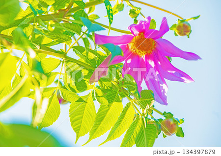 家の周りの草花　四季の色々　初冬の青空に映える美しいピンクの皇帝ダリア 134397879
