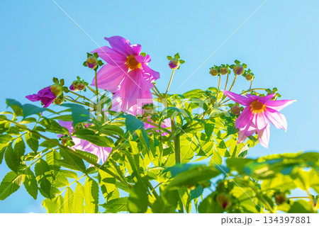 家の周りの草花　四季の色々　初冬の青空に映える美しいピンクの皇帝ダリア 134397881
