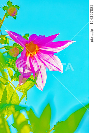 家の周りの草花　四季の色々　初冬の青空に映える美しいピンクの皇帝ダリア 134397883