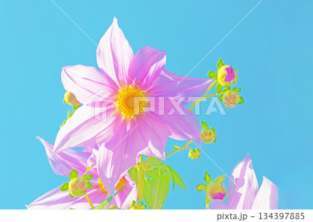 家の周りの草花　四季の色々　初冬の青空に映える美しいピンクの皇帝ダリア 134397885