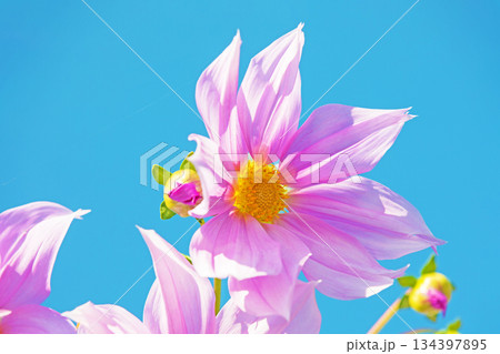 家の周りの草花　四季の色々　初冬の青空に映える美しいピンクの皇帝ダリア 134397895