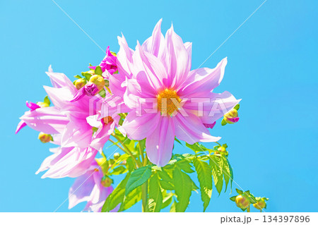 家の周りの草花　四季の色々　初冬の青空に映える美しいピンクの皇帝ダリア 134397896