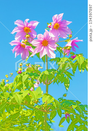 家の周りの草花 四季の色々 初冬の青空に映える美しいピンクの皇帝ダリア 家の周りの草花 四季の色々 初冬の青空に映える美しいピンクの皇帝ダリア 134397897