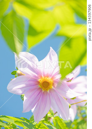 家の周りの草花　四季の色々　初冬の青空に映える美しいピンクの皇帝ダリア 134397906