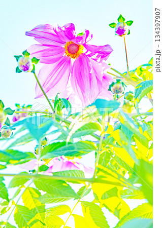 家の周りの草花 四季の色々 初冬の青空に映える美しいピンクの皇帝ダリア 家の周りの草花 四季の色々 初冬の青空に映える美しいピンクの皇帝ダリア 134397907