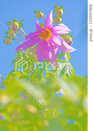 家の周りの草花　四季の色々　初冬の青空に映える美しいピンクの皇帝ダリア 134397908