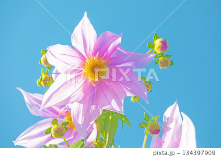 家の周りの草花　四季の色々　初冬の青空に映える美しいピンクの皇帝ダリア 134397909