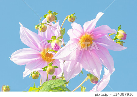 家の周りの草花　四季の色々　初冬の青空に映える美しいピンクの皇帝ダリア 134397910