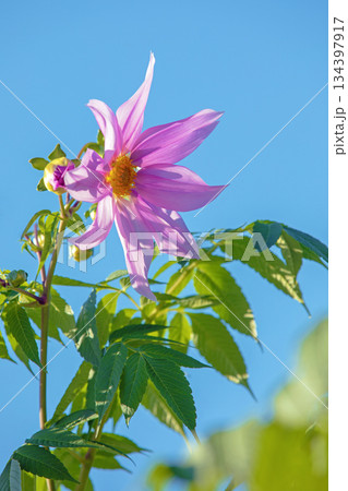 家の周りの草花 四季の色々 初冬の青空に映える美しいピンクの皇帝ダリア 家の周りの草花 四季の色々 初冬の青空に映える美しいピンクの皇帝ダリア 134397917