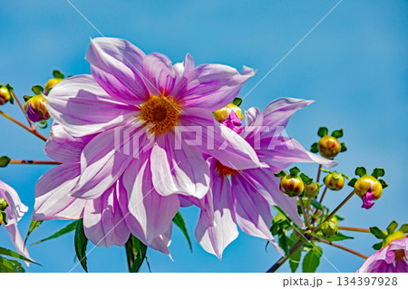 家の周りの草花　四季の色々　初冬の青空に映える美しいピンクの皇帝ダリア 134397928