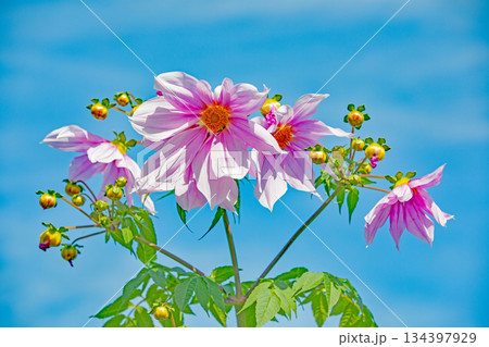 家の周りの草花　四季の色々　初冬の青空に映える美しいピンクの皇帝ダリア 134397929