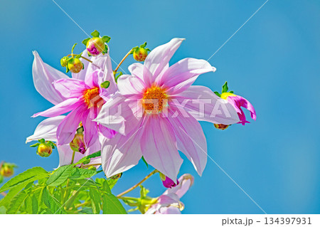 家の周りの草花　四季の色々　初冬の青空に映える美しいピンクの皇帝ダリア 134397931