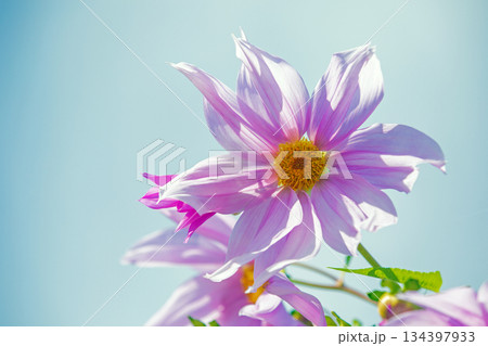 家の周りの草花　四季の色々　初冬の青空に映える美しいピンクの皇帝ダリア 134397933