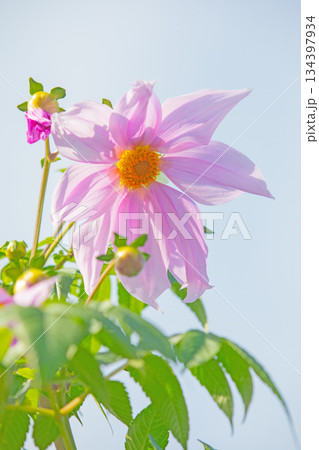 家の周りの草花　四季の色々　初冬の青空に映える美しいピンクの皇帝ダリア 134397934