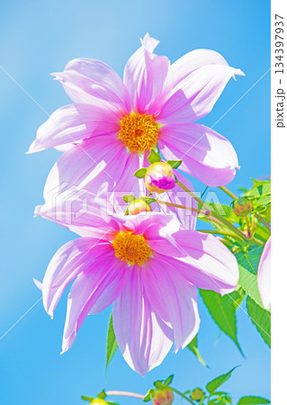 家の周りの草花　四季の色々　初冬の青空に映える美しいピンクの皇帝ダリア 134397937