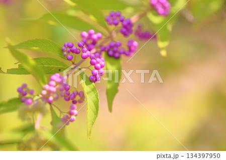 可愛い　コムラサキの実 134397950