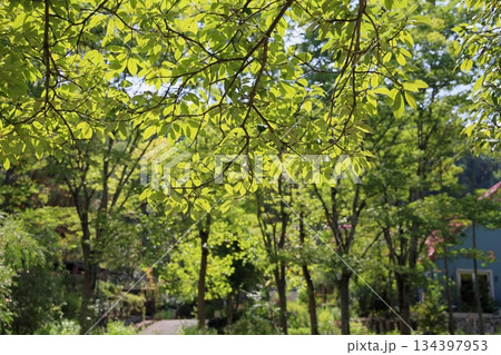 黄葉　アラカシの葉 134397953