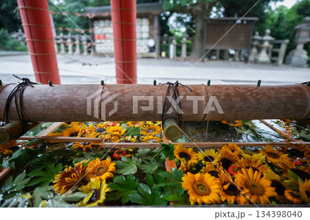 京都府八幡市の石清水八幡宮で撮影した花手水 134398040