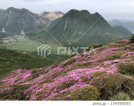 平治岳のミヤマキリシマ　写真素材 134398093