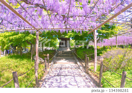 [愛知県]江南市曼陀羅寺公園の藤棚 134398281