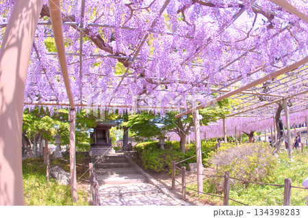 [愛知県]江南市曼陀羅寺公園の藤棚 134398283