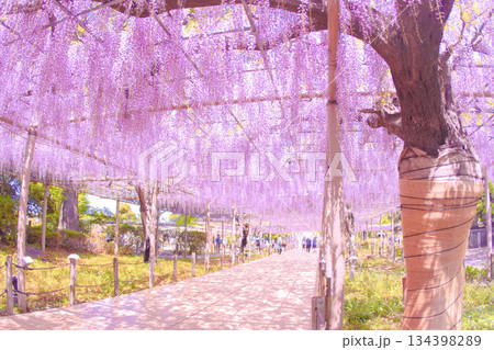 [愛知県]江南市曼陀羅寺公園の藤棚 134398289