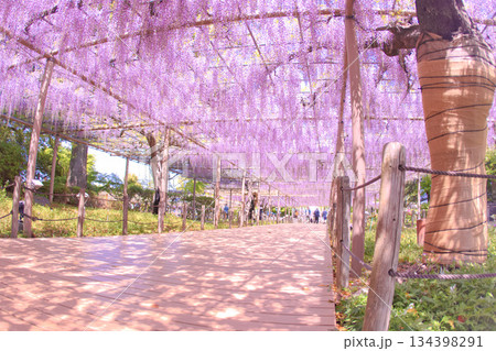 [愛知県]江南市曼陀羅寺公園の藤棚 134398291