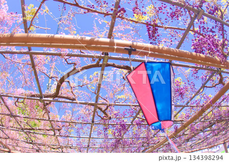 [愛知県]江南市曼陀羅寺公園の藤棚 134398294