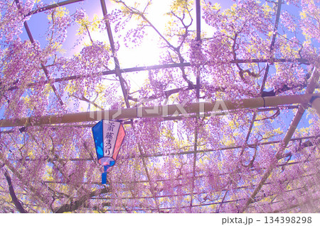 [愛知県]江南市曼陀羅寺公園の藤棚 134398298