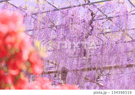 [愛知県]江南市曼陀羅寺公園の藤棚 134398319