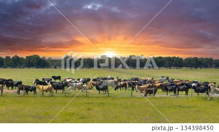 Production of organic dairy products. Milk cows grazing on green farm pasture. Feeding of cattle on farmland grassland 134398450