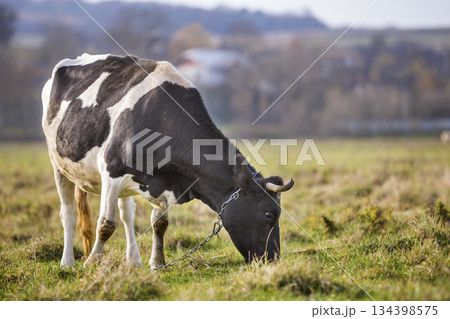Nice healthy white and black cow with big udder grazing in green pasture field fresh grass on bright sunny day on blurred green trees background. Farming and agriculture concept Nice healthy white and black cow with big udder grazing in green pasture field fresh grass on bright sunny day on blurred green trees background. Farming and agriculture concept 134398575