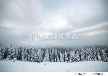 Moody winter landscape of spruce forest cowered with deep snow in white cold frozen mountains. Moody winter landscape of spruce forest cowered with deep snow in white cold frozen mountains. 134398610