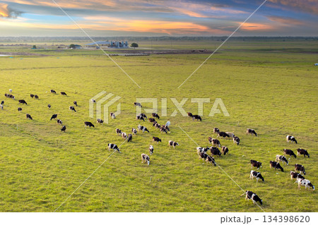 Milk cows grazing on Florida farm pasture. Feeding of cattle on farmland grassland Milk cows grazing on Florida farm pasture. Feeding of cattle on farmland grassland 134398620