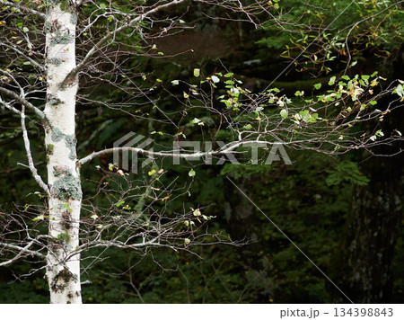 秋の観光名所上高地の白樺林の風景 134398843