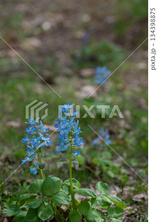 春の野原に咲くカワイイ青色の花 エゾエンゴサク 春の野原に咲くカワイイ青色の花 エゾエンゴサク 134398875