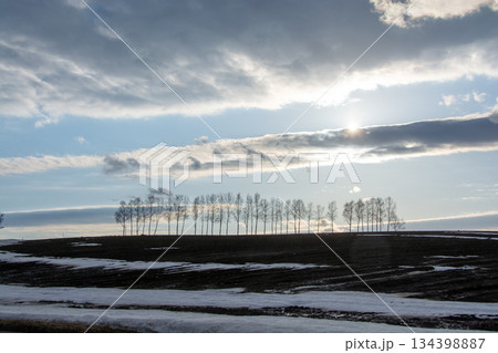 雪解けの丘とシラカバ並木 134398887