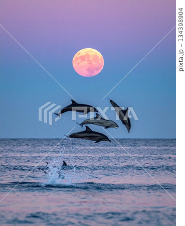 月に向かってジャンプするイルカ 134398904