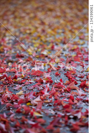 秋の雨後の地面の紅葉の落ち葉の風景 秋の雨後の地面の紅葉の落ち葉の風景 134399061