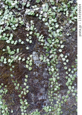 古いコンクリートの壁に生えるマメヅタと苔 134399064