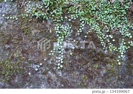 古いコンクリートの壁に生えるマメヅタと苔 134399067