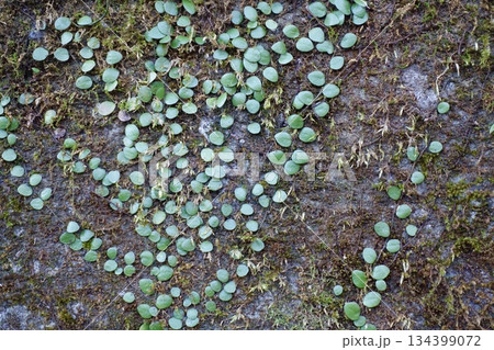 古いコンクリートの壁に生えるマメヅタと苔 134399072