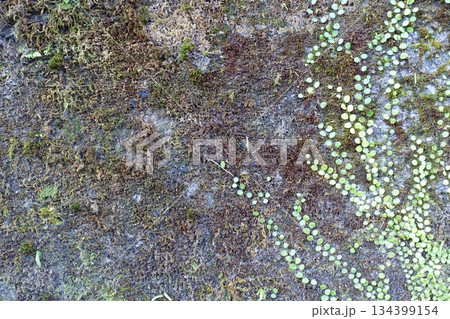 古いコンクリートの壁に生えるマメヅタと苔 134399154