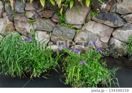 琵琶湖東平野に残る日本遺産である伊庭水郷集落を撮影 134399159