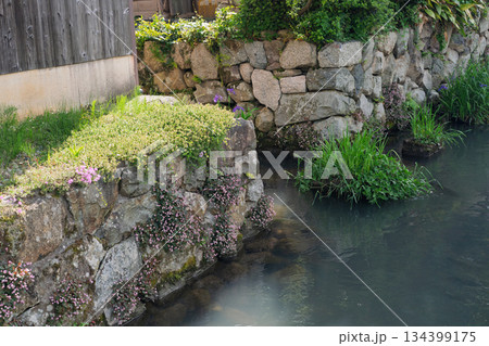 琵琶湖東平野に残る日本遺産である伊庭水郷集落を撮影 134399175