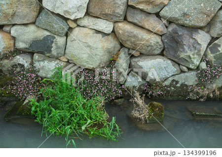 琵琶湖東平野に残る日本遺産である伊庭水郷集落を撮影 134399196